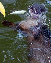 'Oriental Small-Clawed Otter in Songkhla Zoo | Thailand' by Asienreisender